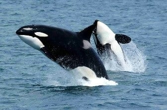 puerto madryn Argentina ballenas orcas